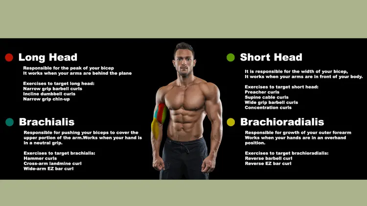 Adding the best short head bicep exercises to your workout can make a big difference. In this article we will explain to you 10 easy exercises that help your short head bicep grow.